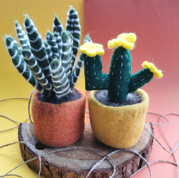 Cactus Aloe Vera (white striped leaves, brown base)