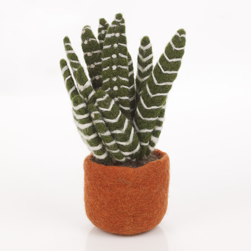 Cactus Aloe Vera (white striped leaves, brown base)